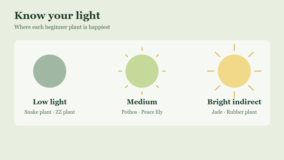 Illustration of low, medium and bright indirect light levels with matching beginner houseplants